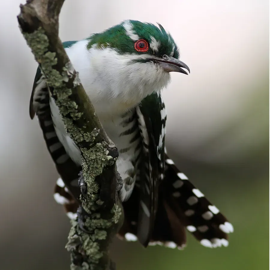 File:Chrysococcyx caprius (36204828730).jpg