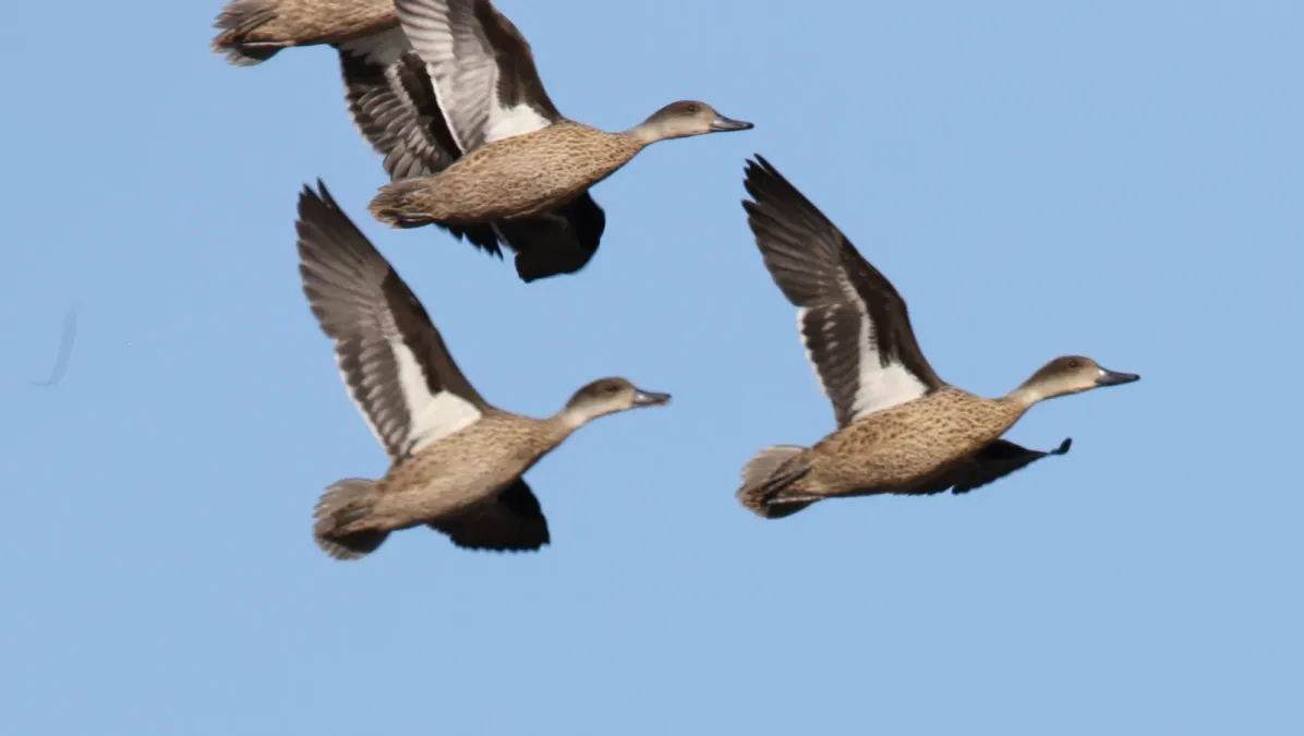 File:Grey Teal (Anas gracilis), Australia (30915198880).jpg