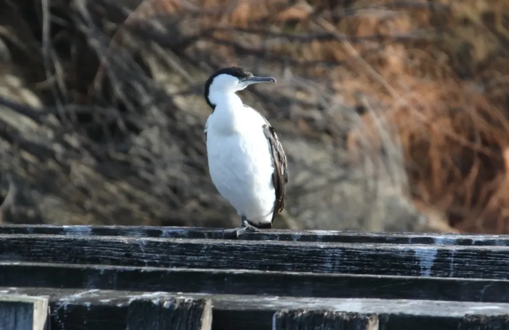 File:Black-faced Cormorant (Phalacrocorax fuscescens) (31283660255).jpg