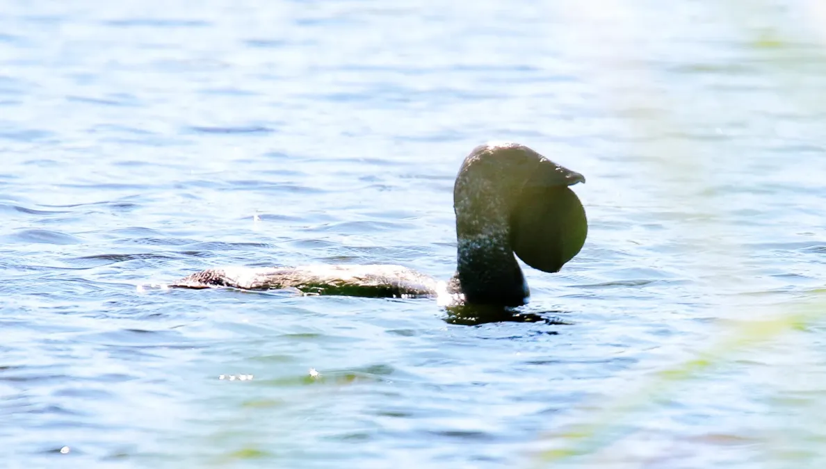 File:Musk Duck (Biziura lobata) (31283131575).jpg