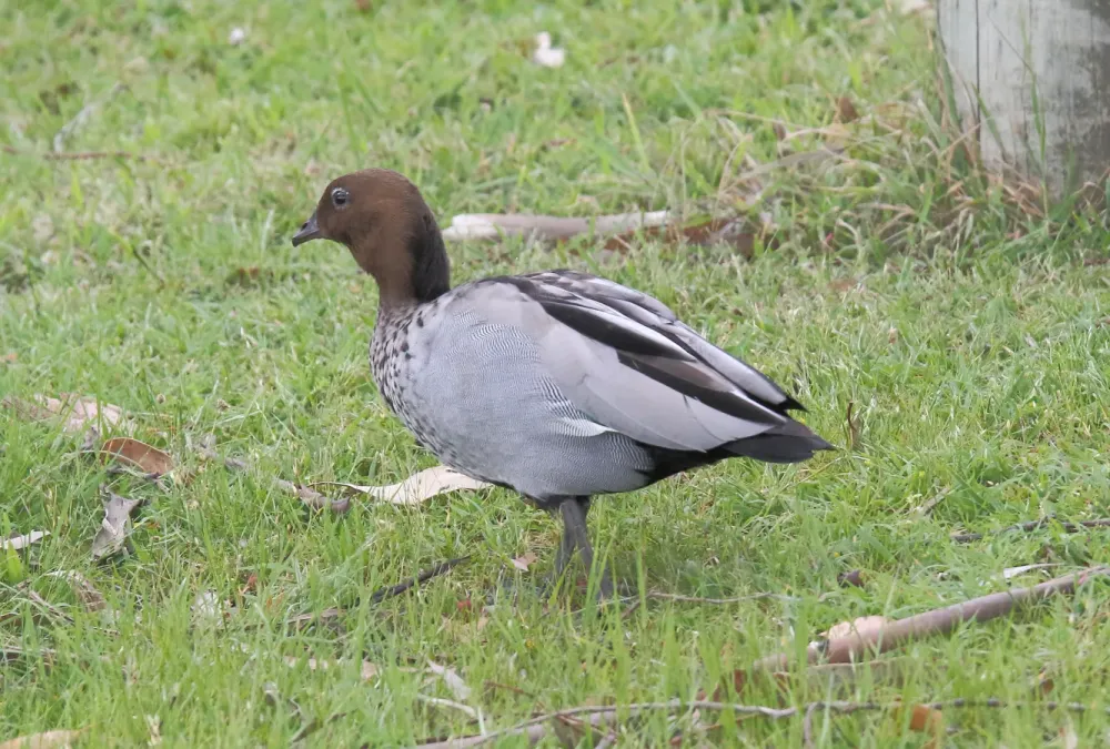 File:Maned Duck (Chenonetta jubata) (31283136775).jpg