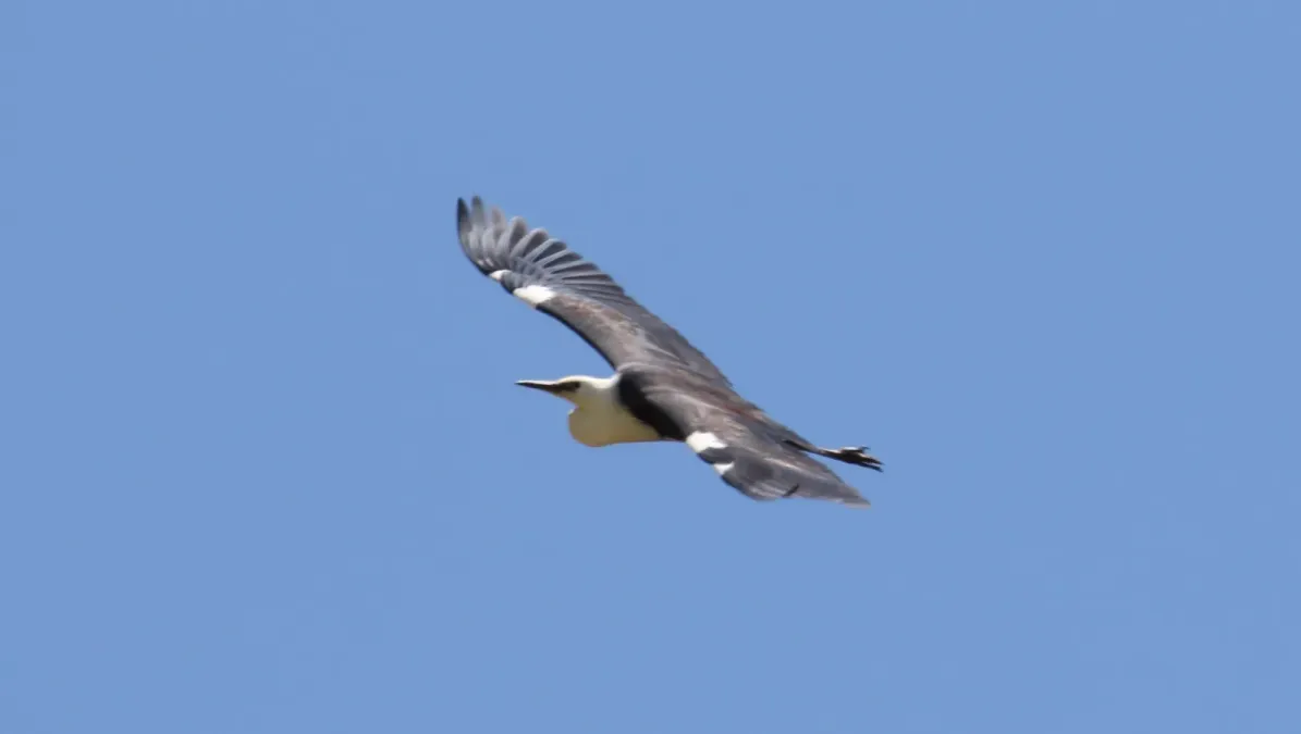 File:White-necked Heron (Ardea pacifica) (30535671973).jpg