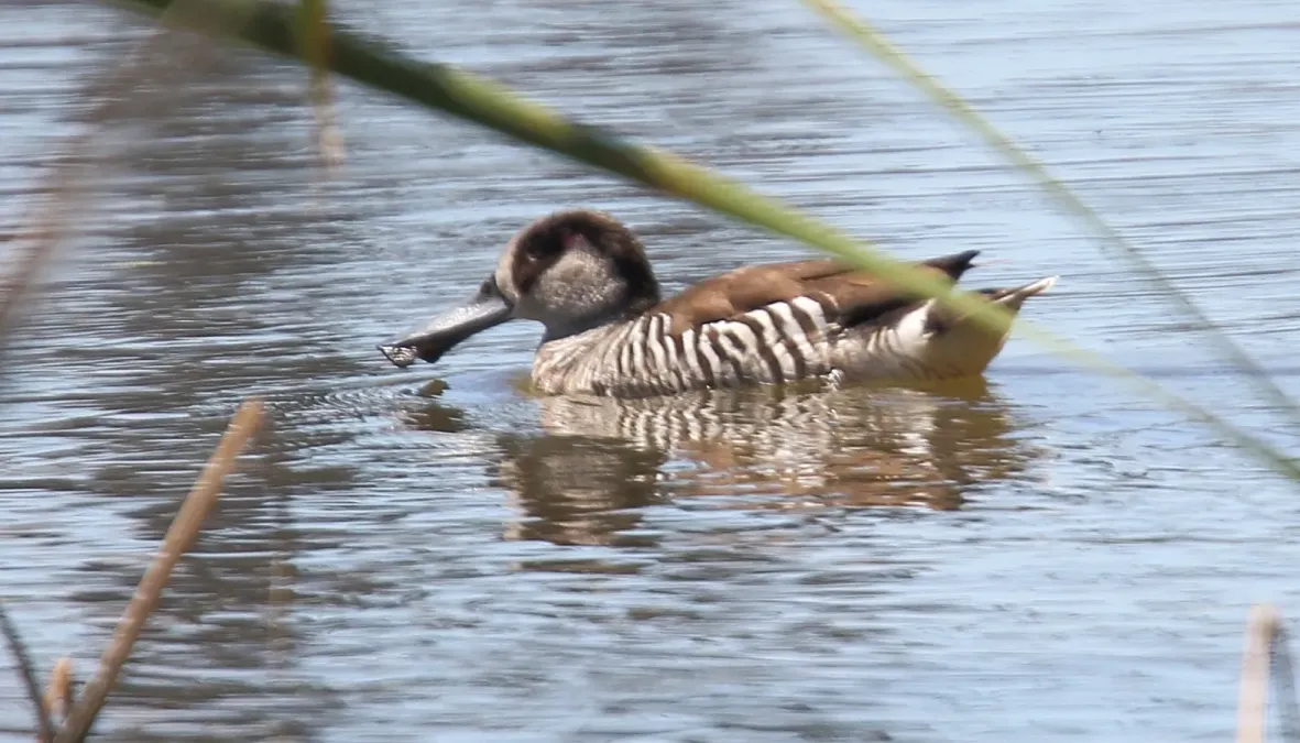 File:Pink-eared Duck (Malacorhynchus membranaceus) (31168113351).jpg