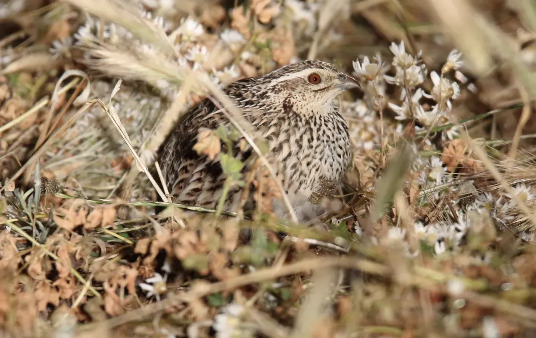 File:Stubble Quail (Coturnix pectoralis) (31168290801).jpg
