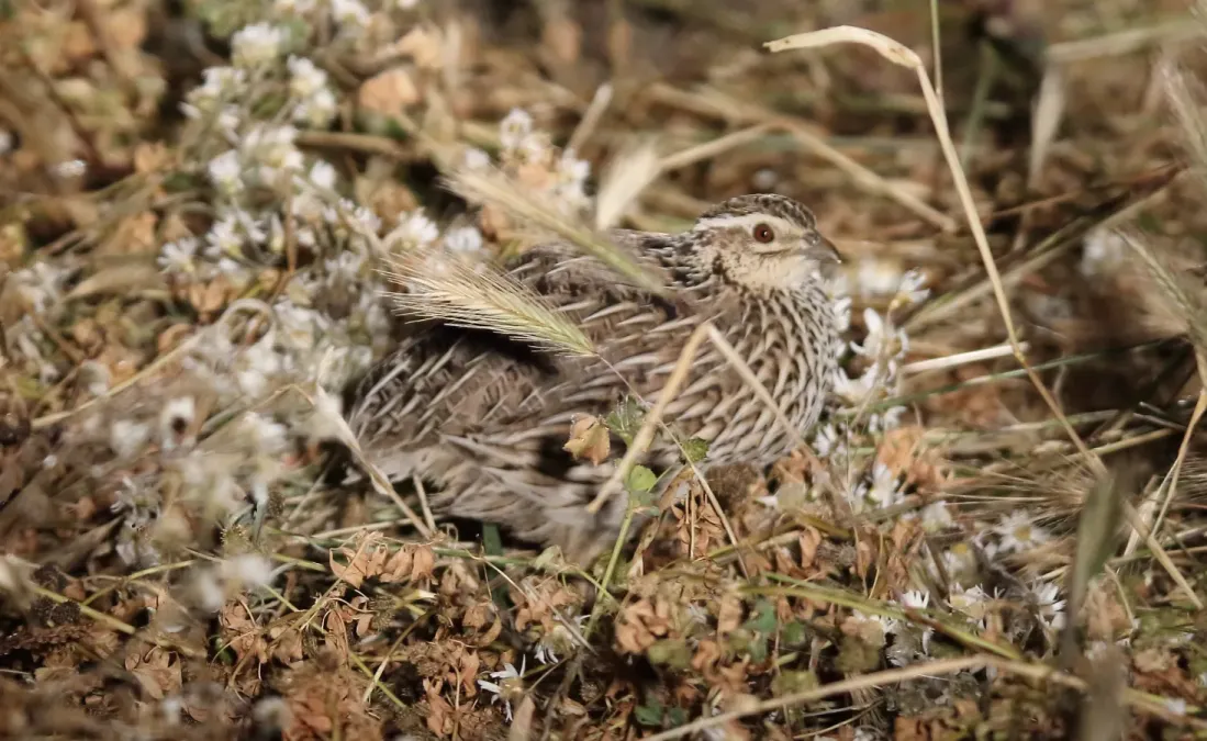 File:Stubble Quail (Coturnix pectoralis) (31246748686).jpg