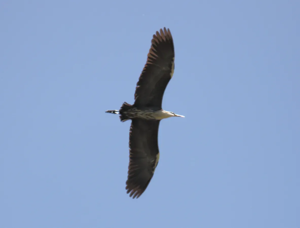 File:White-necked Heron (Ardea pacifica) (31228279801).jpg