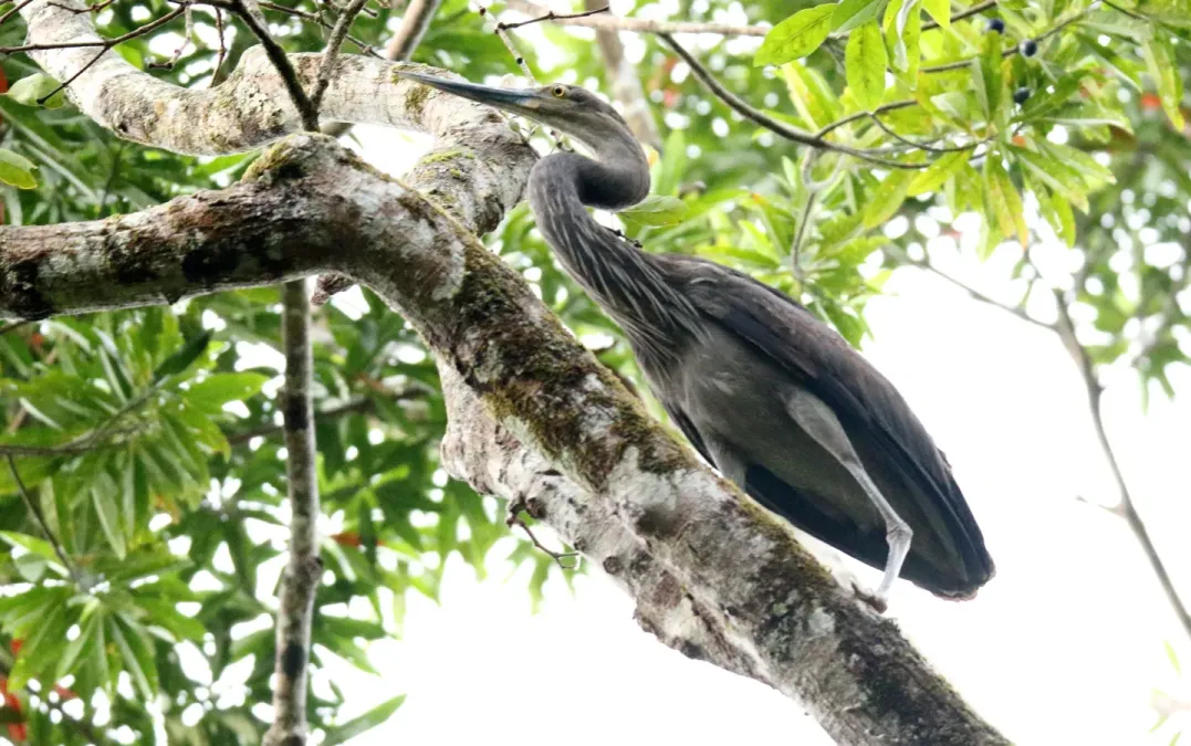 File:Great-billed Heron (Ardea sumatrana) (30535679873).jpg