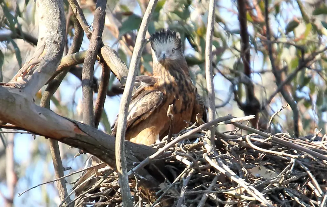 File:Square-tailed Kite (Lophoictinia isura) (31239559061).jpg