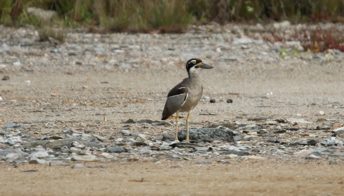 File:Beach Thick-Knee (Esacus magnirostris) (31199474652).jpg
