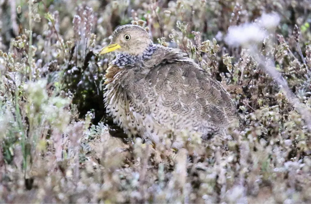 File:Plains-wanderer (Pedionomus torquatus) 4b (31355260465).jpg
