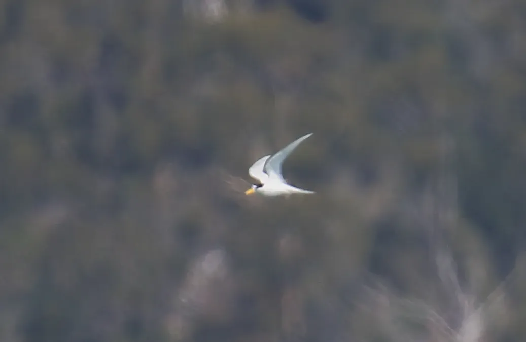 File:Fairy Tern (Sternula nereis) (31246438941).jpg