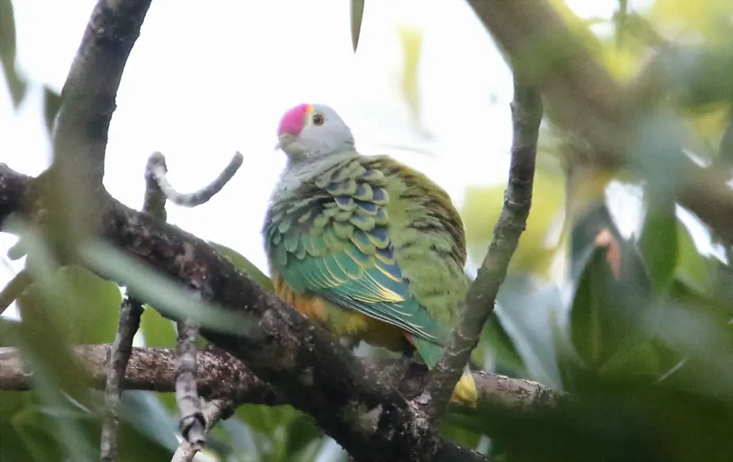 File:Rose-crowned Fruit-Dove (Ptilinopus regina) (31217911712).jpg