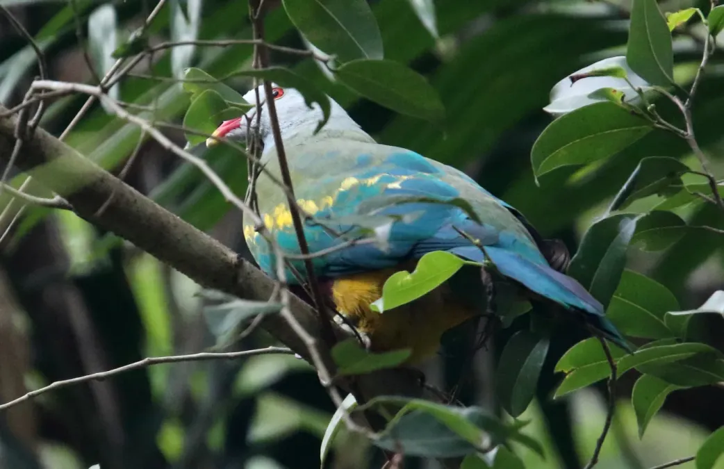 File:Wompoo Fruit Dove, Australia (Ptilinopus magnificus) (31217877152).jpg