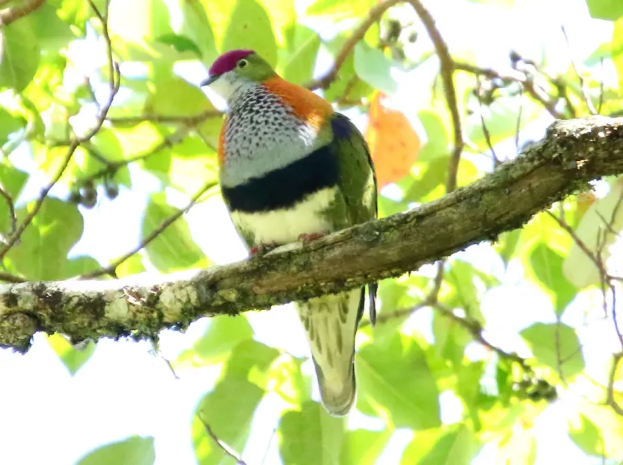File:Superb Fruit-Dove (Ptilinopus superbus) (31325780326).jpg