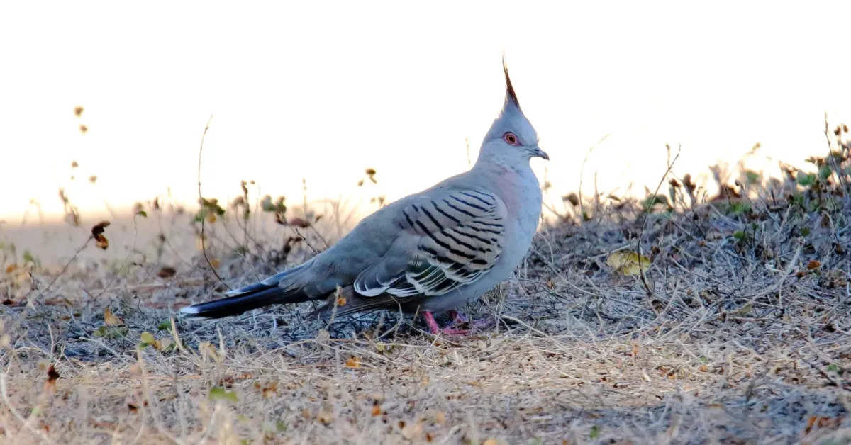 File:Crested Pigeon (Ocyphaps lophotes) (31217917022).jpg