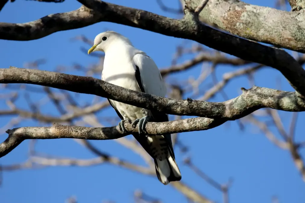 File:Torresian Imperial-pigeon (Ducula spilorrhoa) (31217890112).jpg