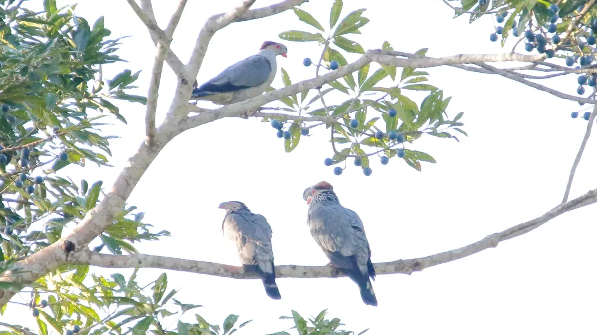 File:Topknot Pigeon (Lopholaimus antarcticus) (31217896412).jpg