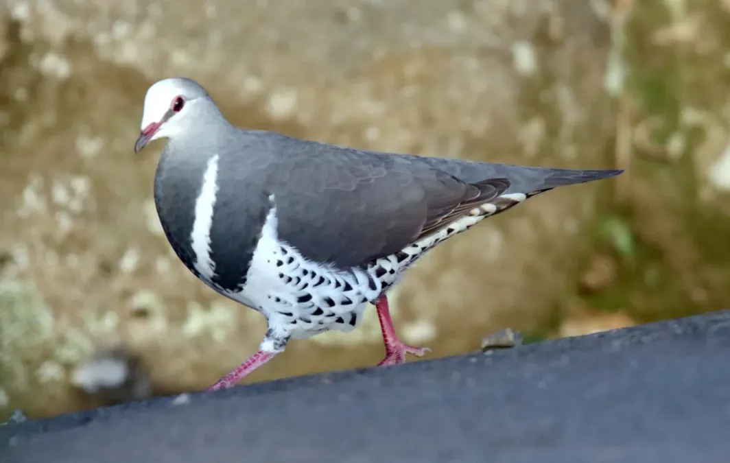 File:Wonga Pigeon (Leucosarcia melanoleuca) (31217875092).jpg