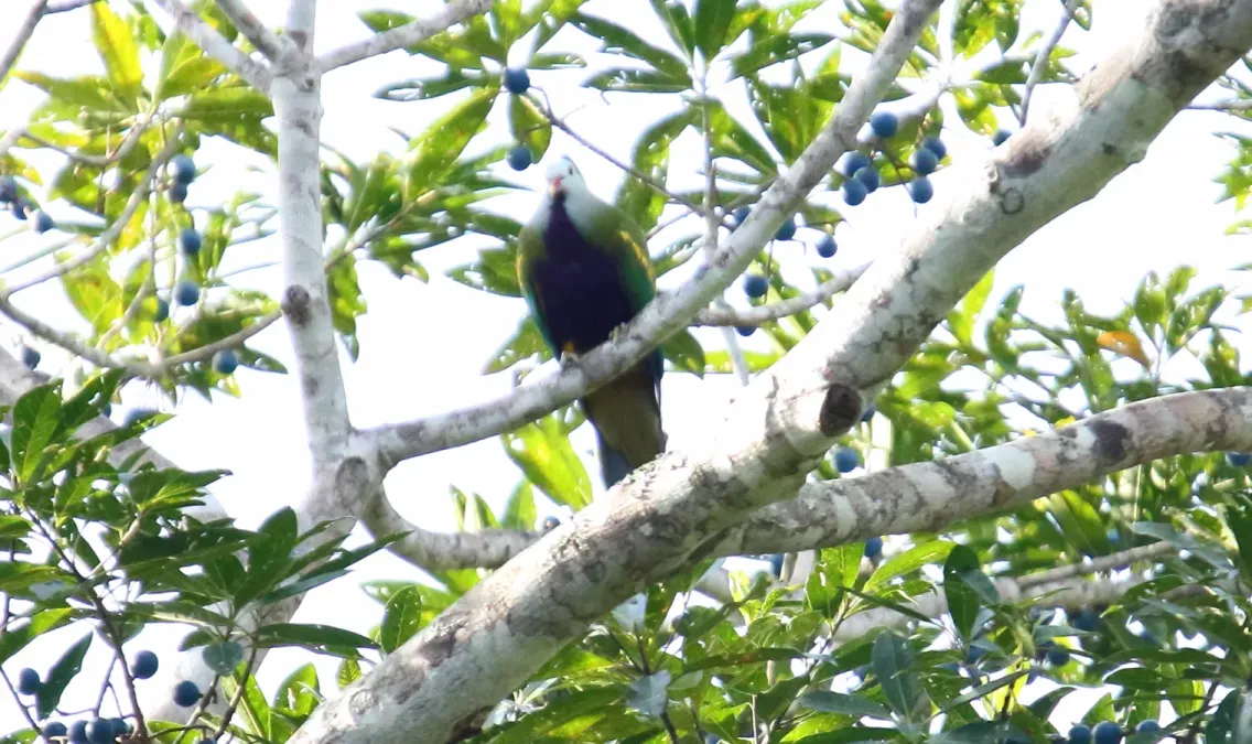 File:Wompoo Fruit-Dove (Ptilinopus magnificus) (31361776135).jpg
