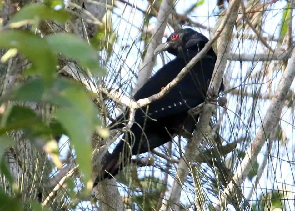 File:Pacific Koel (Eudynamys orientalis) (30556013153).jpg