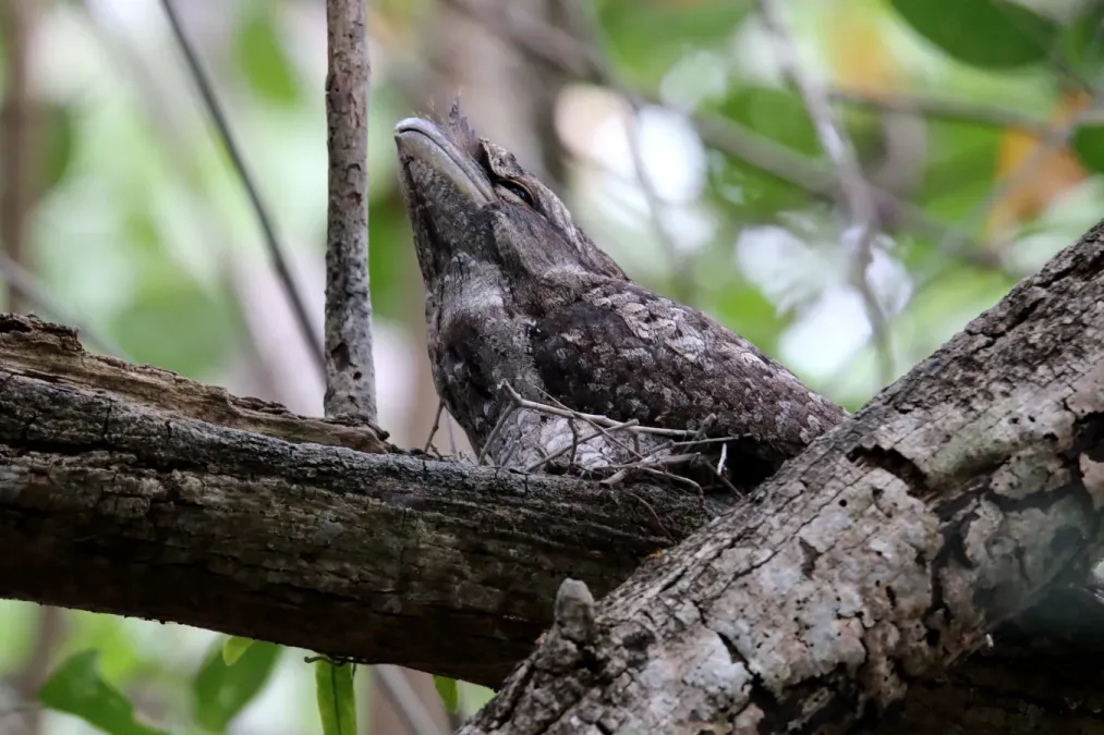 File:Papuan Frogmouth (Podargus papuensis) (31374061025).jpg
