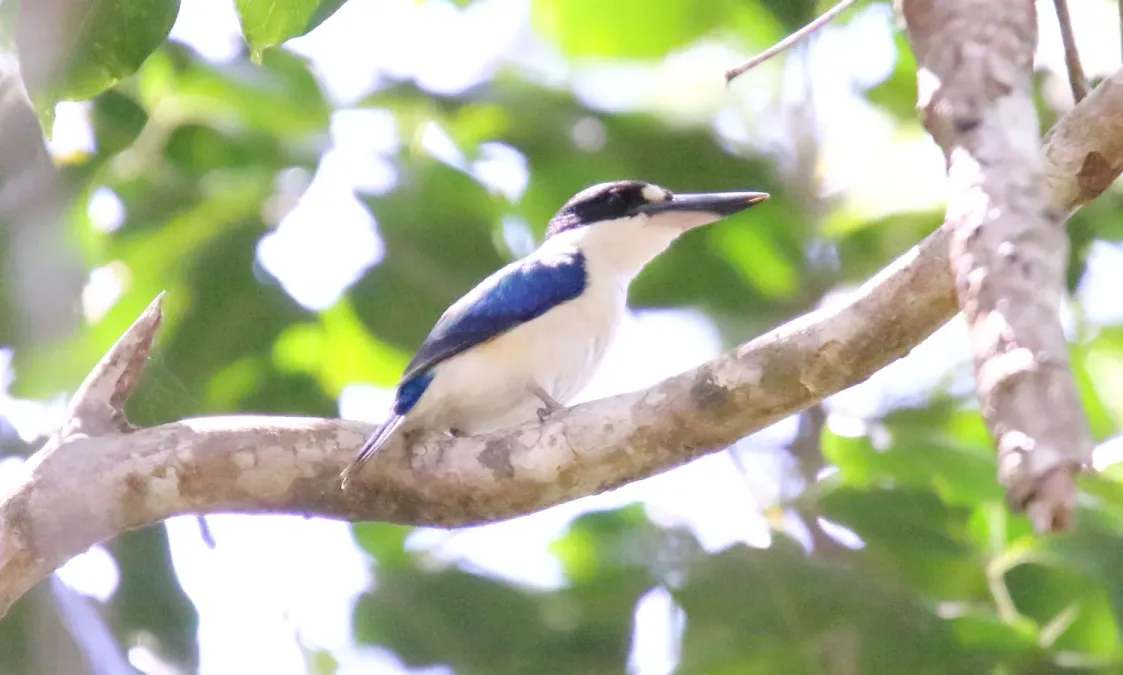 File:Forest Kingfisher (Todiramphus macleayii) (30552480464).jpg