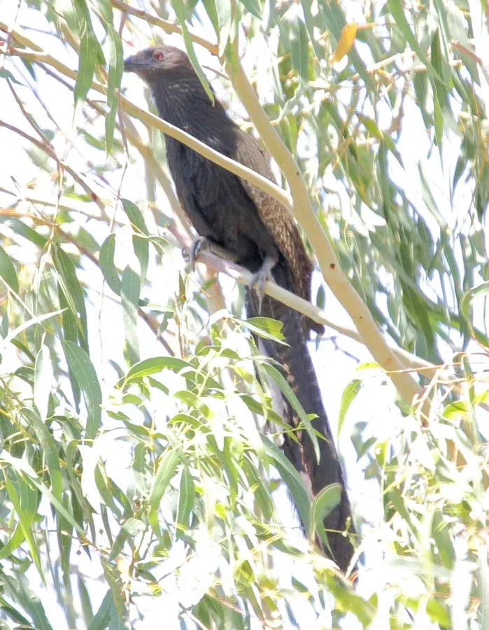 File:Pheasant Coucal (Centropus phasianinus) (30556007043).jpg
