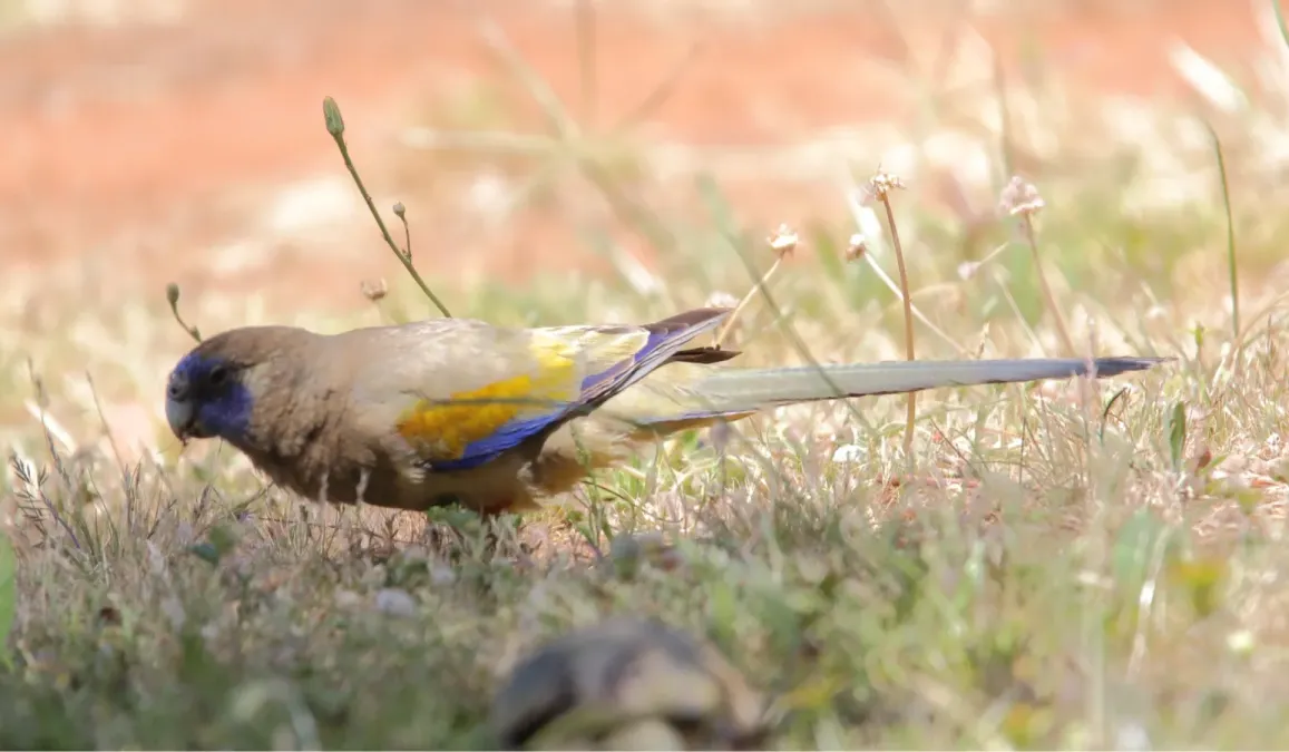 File:Greater Bluebonnet (Northiella haematogaster) (31377291955).jpg