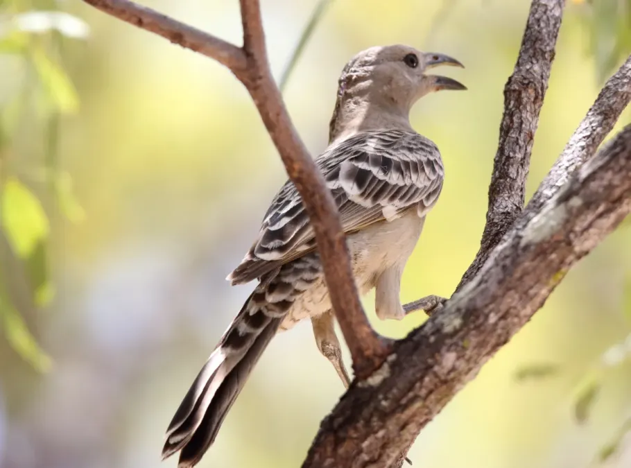 File:Great Bowerbird (Chlamydera nuchalis) (31010128910).jpg