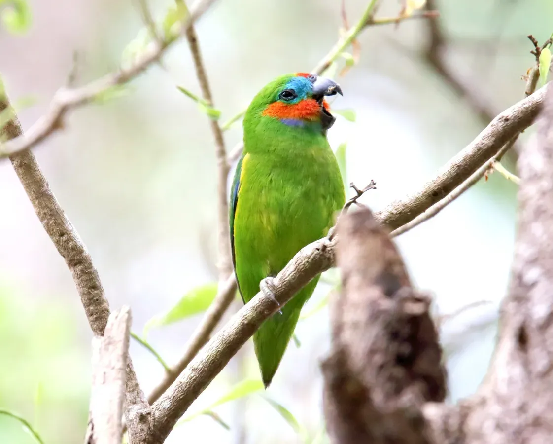 File:Double-eyed Fig-Parrot (Cyclopsitta diophthalma) (31377304345).jpg