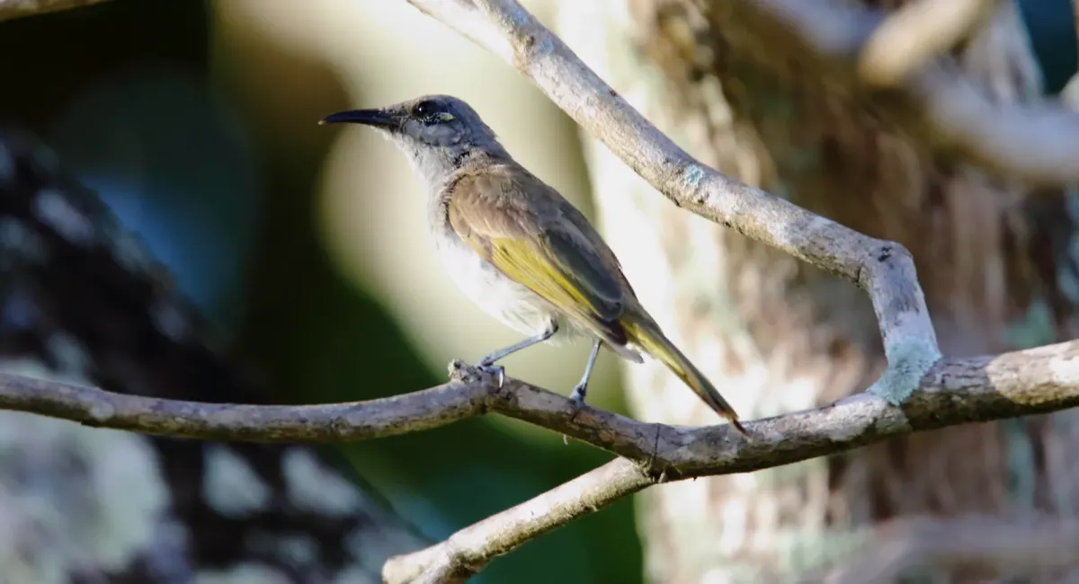 File:Brown Honeyeater (Lichmera indistincta) (31281131931).jpg