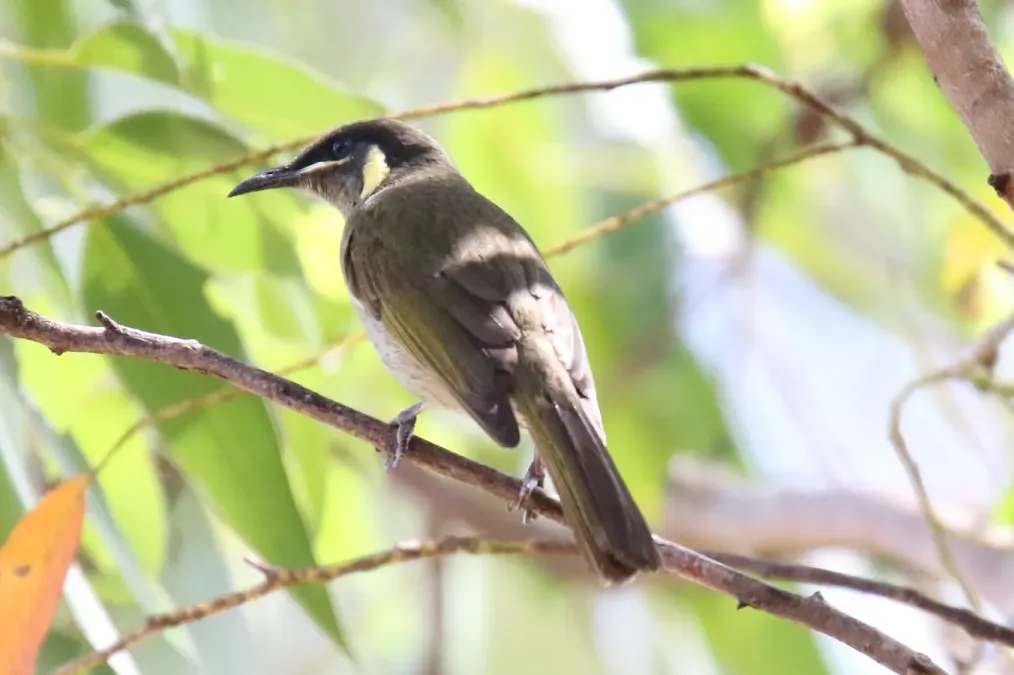 File:Lewin's Honeyeater (Meliphaga lewinii) (31026808220).jpg