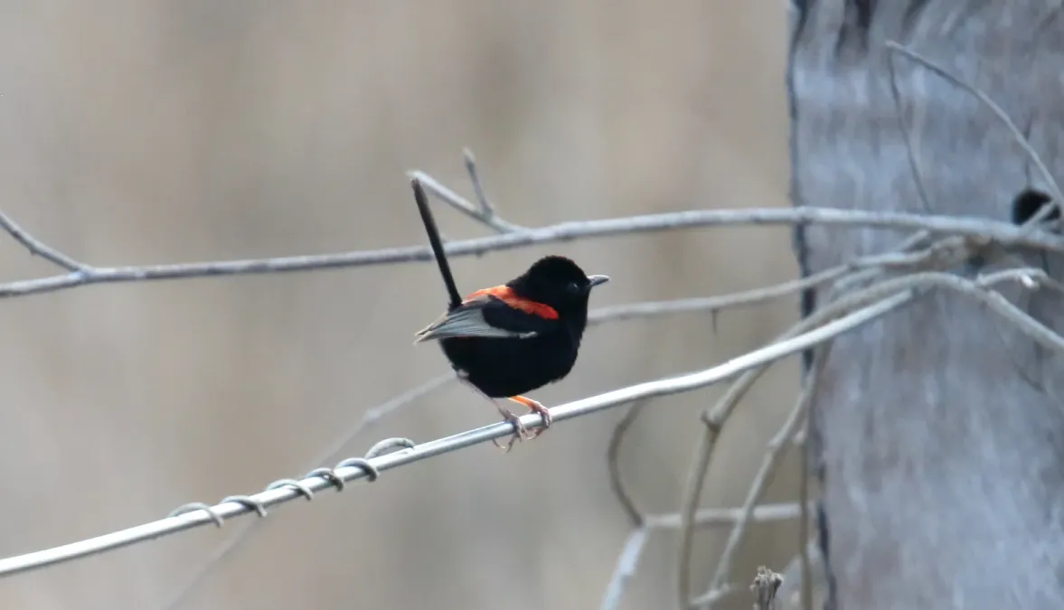 File:Red-backed Fairywren (Malurus melanocephalus) (30557798144).jpg