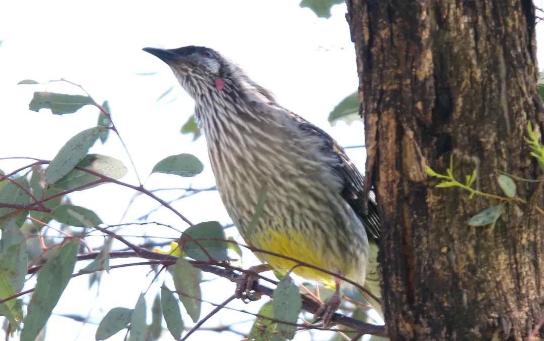 File:Red Wattlebird (Anthochaera carunculata) (31026771890).jpg