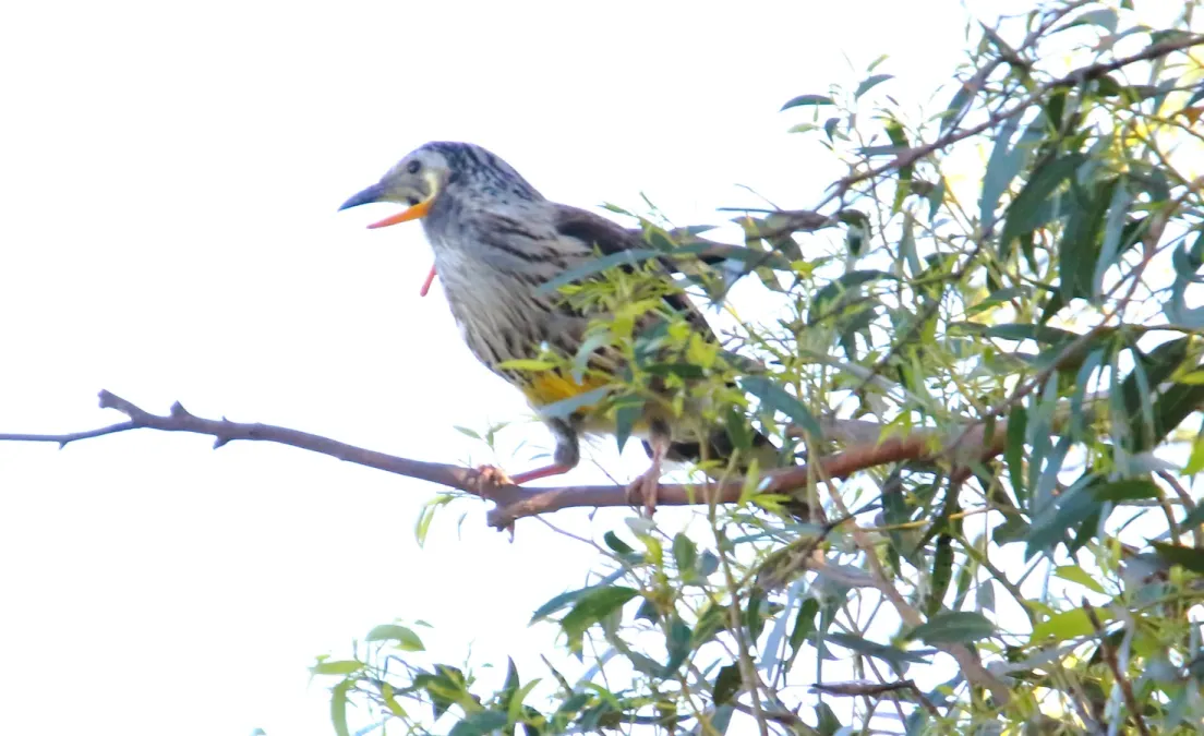 File:Yellow Wattlebird (Anthochaera paradoxa) (31280991371).jpg