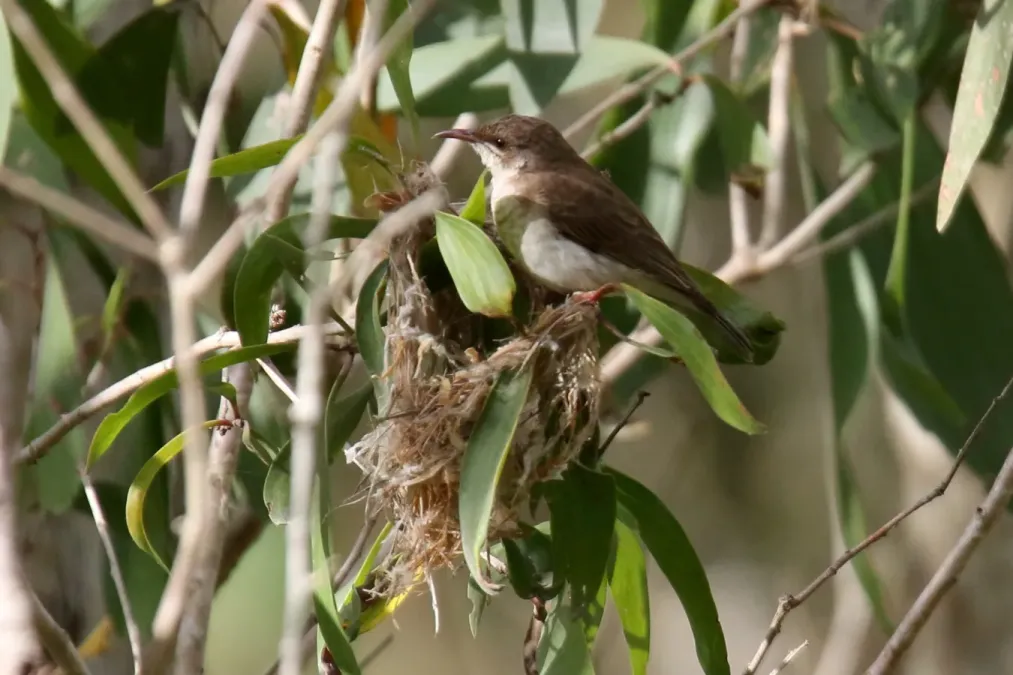 File:Brown-backed Honeyeater (Ramsayornis modestus) (30588513913).jpg