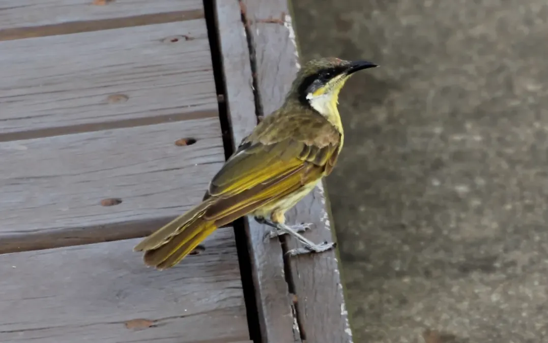 File:Varied Honeyeater (Gavicalis versicolor) (31359494696).jpg
