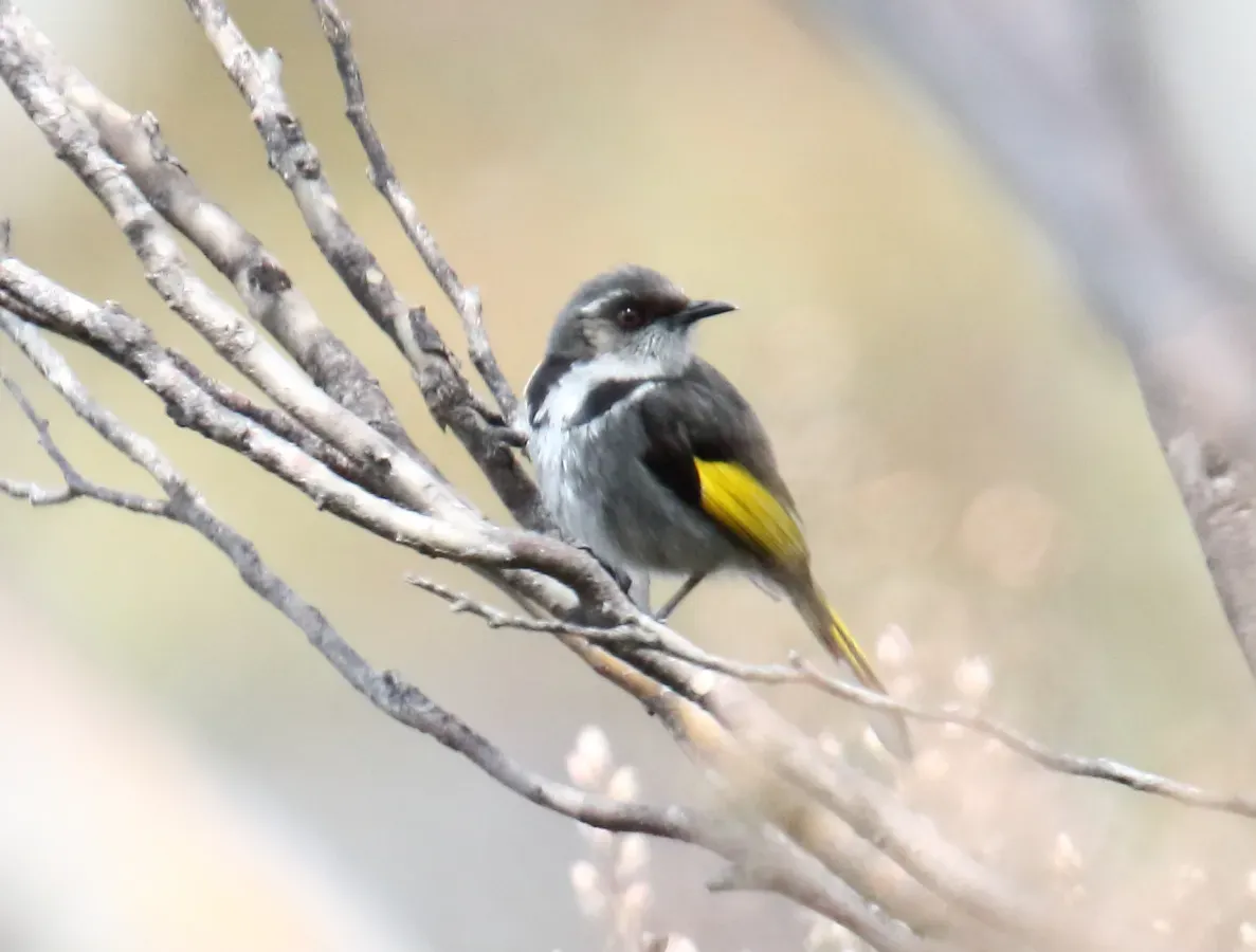 File:Crescent Honeyeater (Phylidonyris pyrrhopterus) (31359603486).jpg