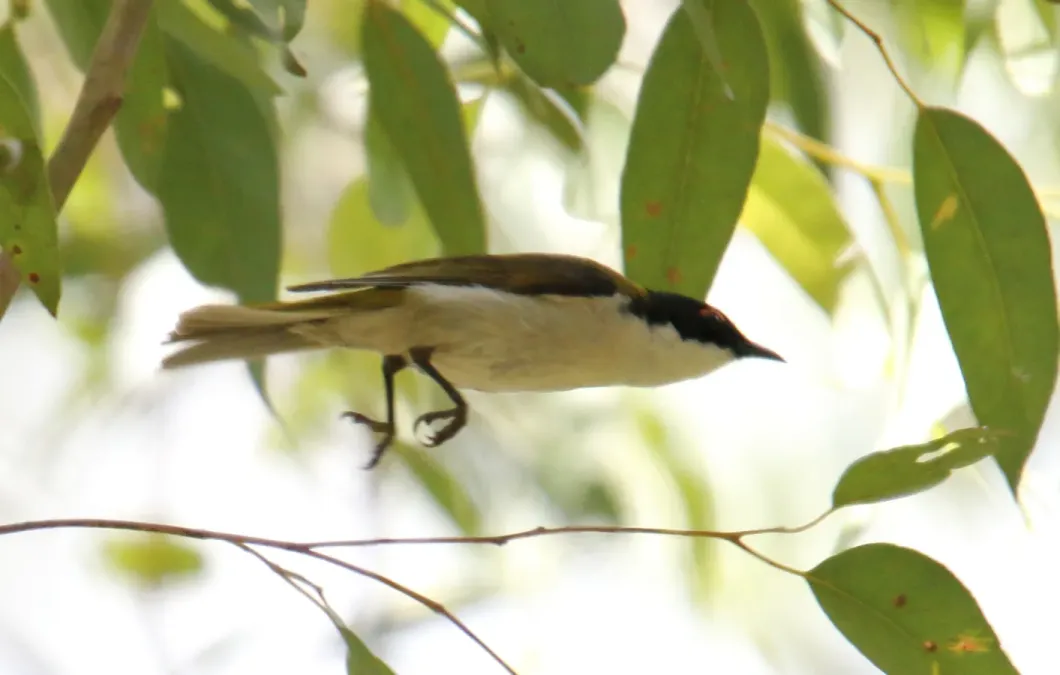 File:White-naped Honeyeater (Melithreptus lunatus) (31251793782).jpg