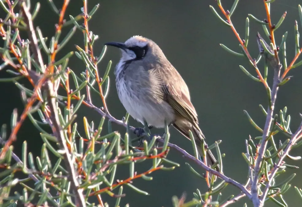 File:Tawny-crowned Honeyeater (Gliciphila melanops) (31359498276).jpg