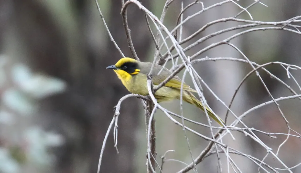 File:Yellow-tufted Honeyeater (Lichenostomus melanops) (31026659060).jpg