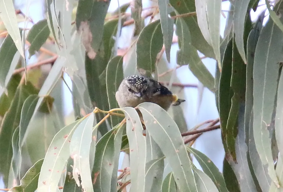 File:Spotted Pardalote (Pardalotus punctatus) (31670368095).jpg