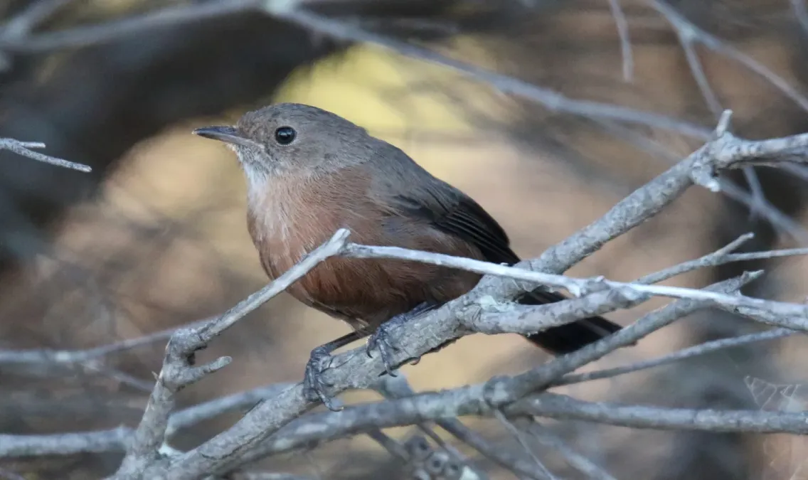 File:Rockwarbler (Origma solitaria) (31274295312).jpg