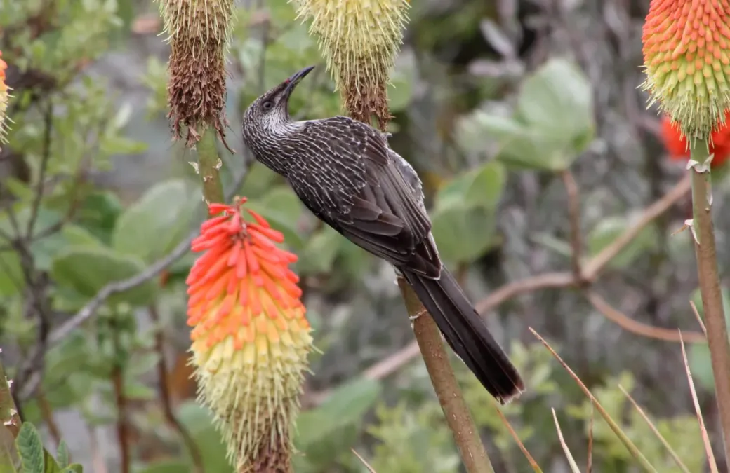 File:Little Wattlebird (Anthochaera chrysoptera) (30574494174).jpg