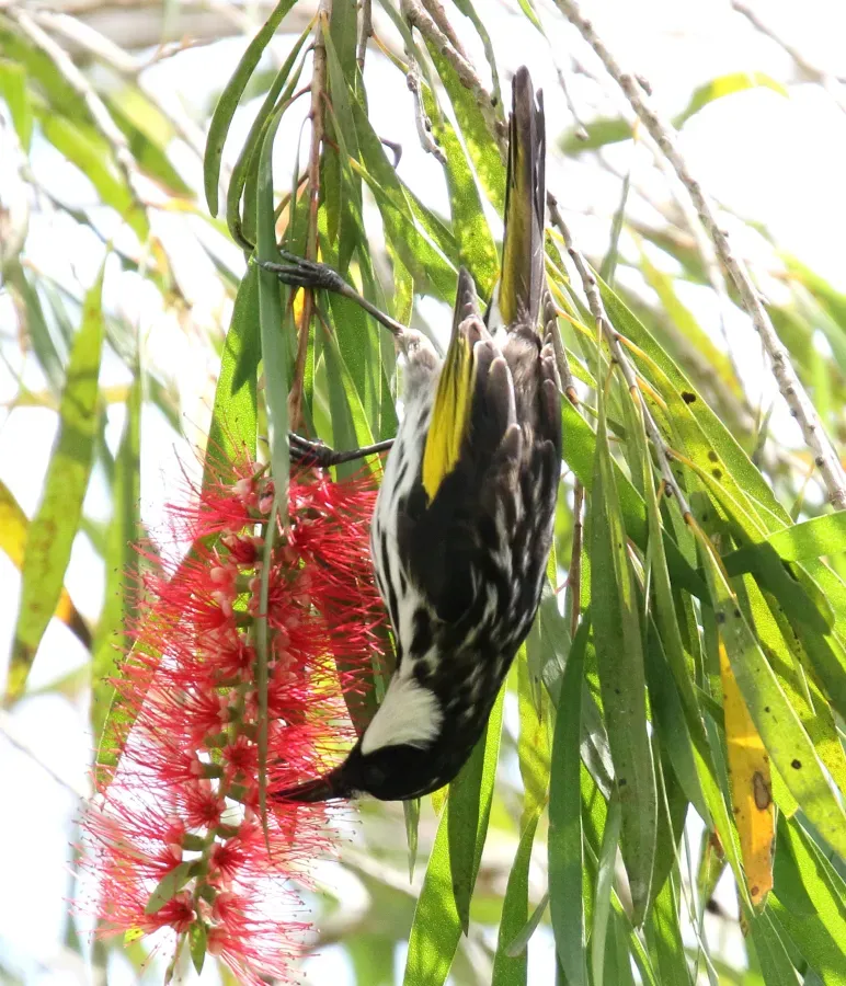File:White-cheeked Honeyeater (Phylidonyris niger) (31359490636).jpg