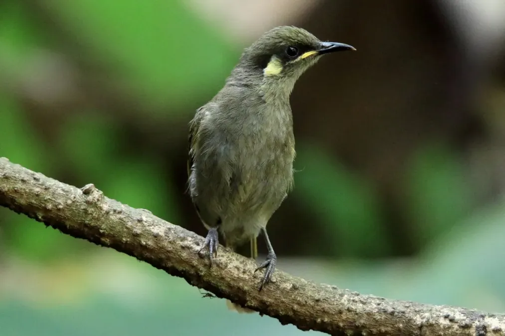 File:Yellow-spotted Honeyeater (Meliphaga notata) (31395662625).jpg