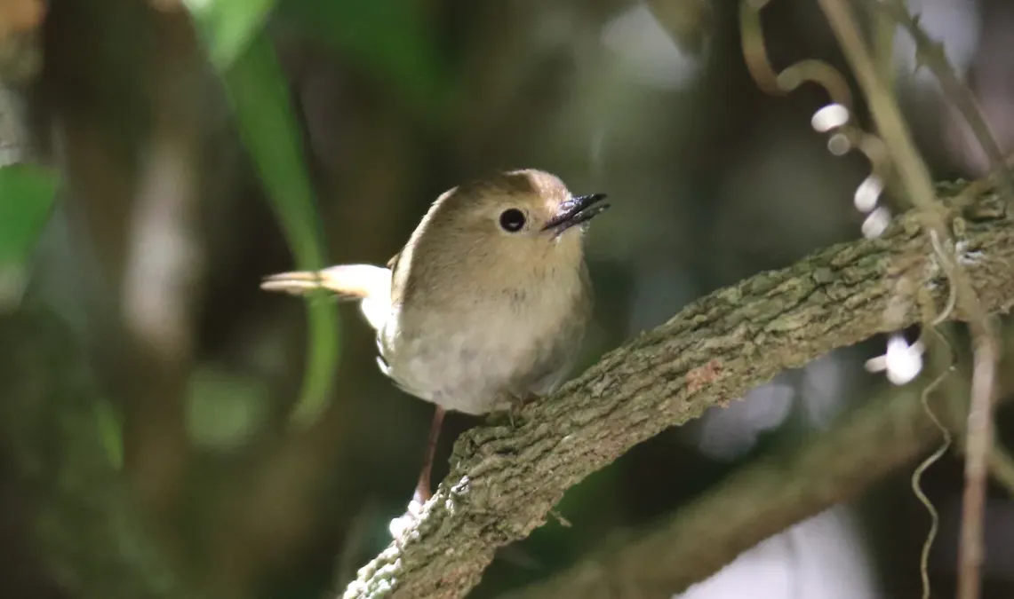 File:Long-billed Scrubwren (Sericornis magnirostra) (31257066292).jpg