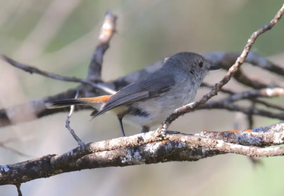 File:Inland Thornbill (Acanthiza apicalis) 5 (31401113355).jpg