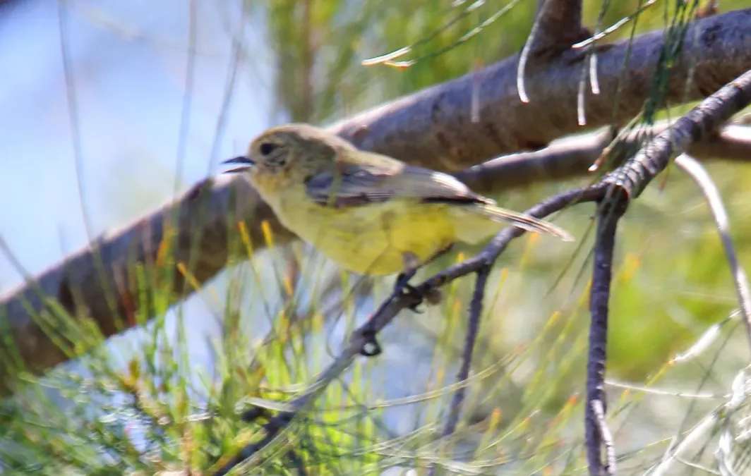 File:Yellow Thornbil (Acanthiza nana)l (30593938403).jpg