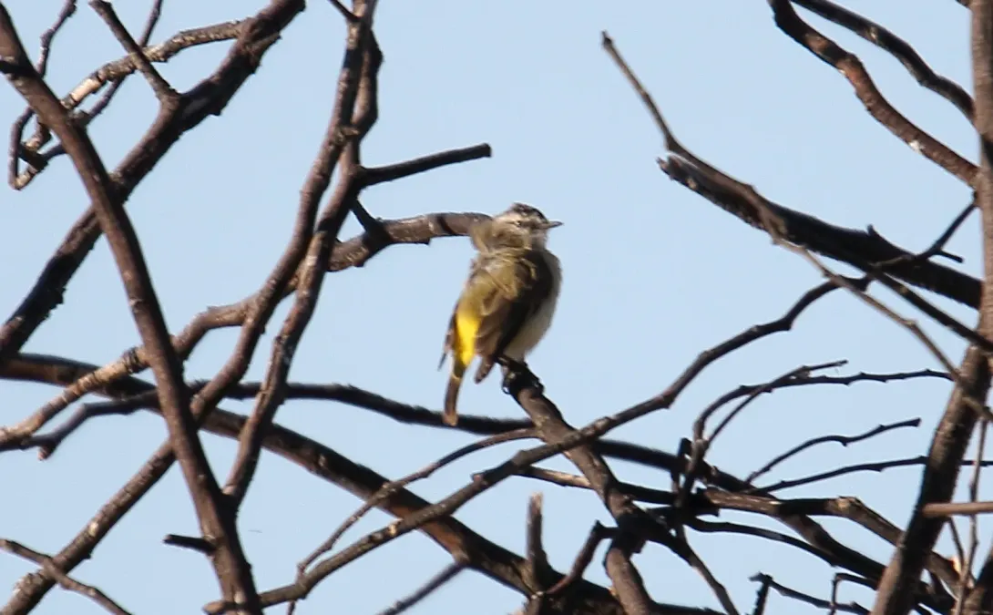 File:Yellow-rumped Thornbill (Acanthiza chrysorrhoa) (31032152180).jpg